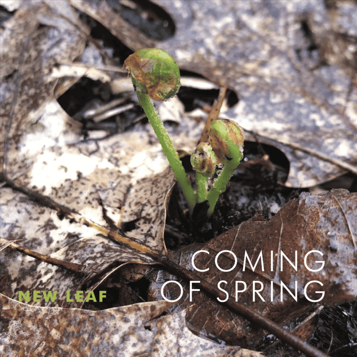 New Leaf - Coming of Spring